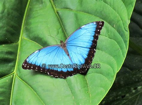 Peleides Blue Morpho Butterfly Morpho Peleides Costa Rica Costa Rica Photos
