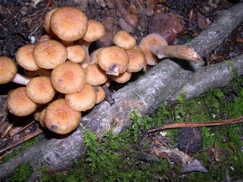 Are Honey Mushrooms Good Mastery Wiki