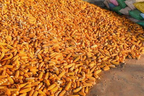 Pile Of Ripe Corn Harvest From Field Stock Image Colourbox