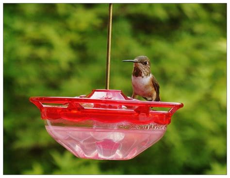 We did not find results for: Hummingbird Feeder for the RV