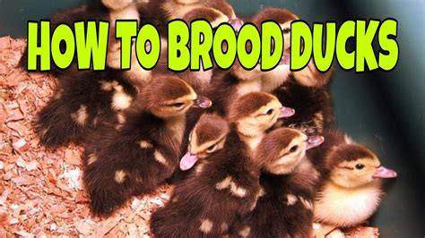 Brooding Ducks What You Need To Know Youtube