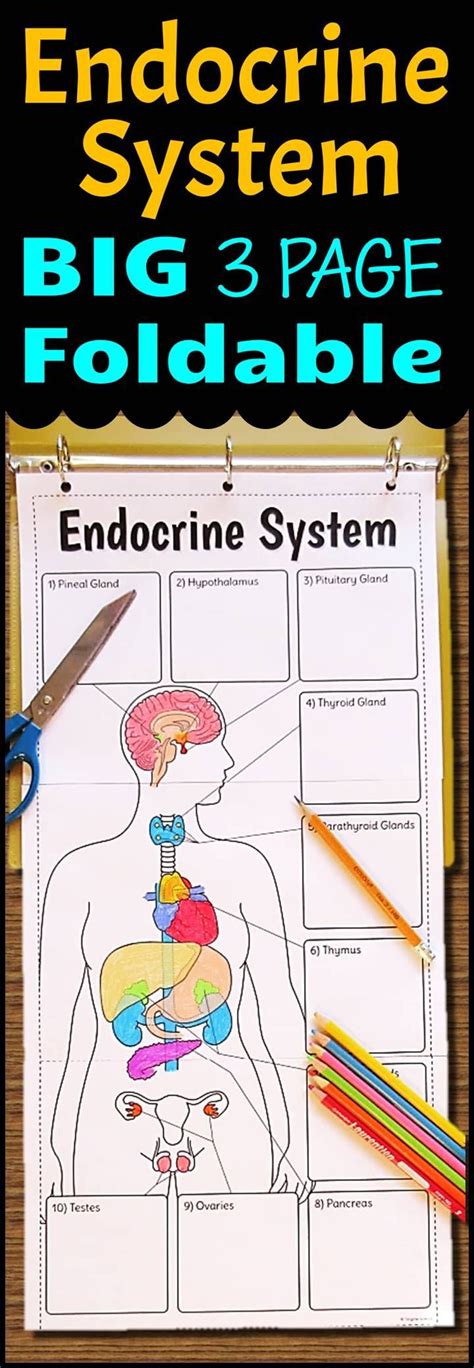 Endocrine System Foldable Big Foldable For Interactive Notebooks Or