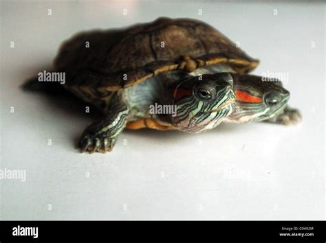 Two Heads Are Better Than One For Tortoise Two Headed Tortoises Are A