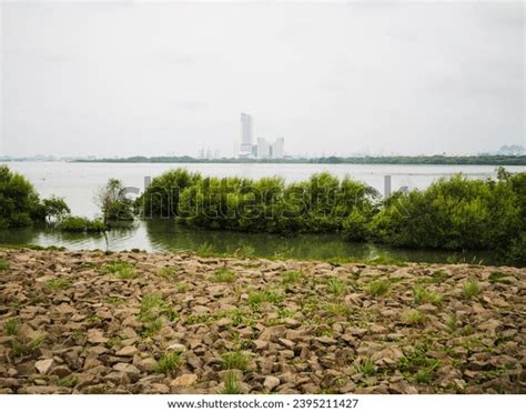 Mangrove Trees Prevent Erosion Coastal Abrasion Stock Photo 2395211427