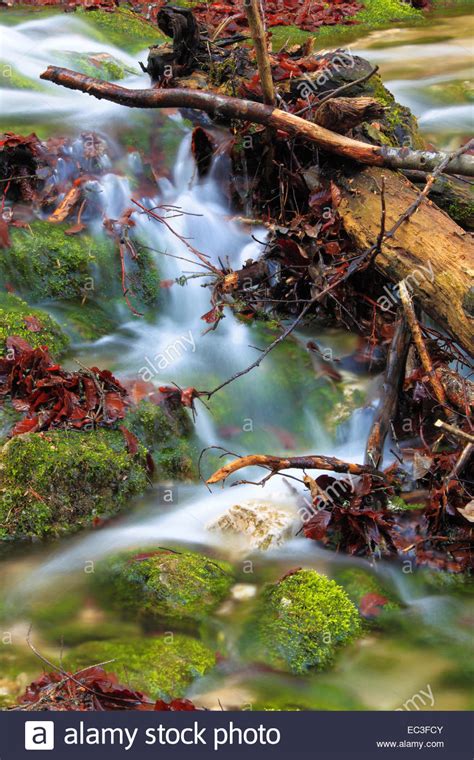 A Brook Flowing Through The Forest Stock Photo Alamy