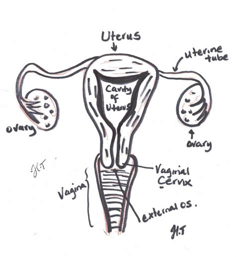 sex after a hysterectomy habiba tunau md