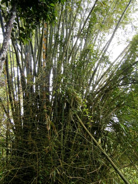 Pokok buluh perindu asli hanya kepada 7 pembeli.sesal kemudian tiada berguna.peluang kepada yang ingin membuat pendapatan sampingan. MUSUH ALAMI-PREDATOR: Desember 2012