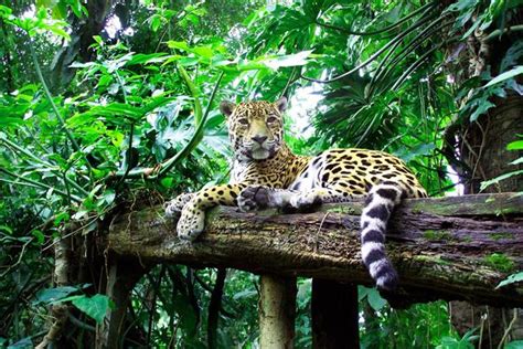 Jaguar Tropical Rainforest Animals Fangs And Skin Illegal Wildlife
