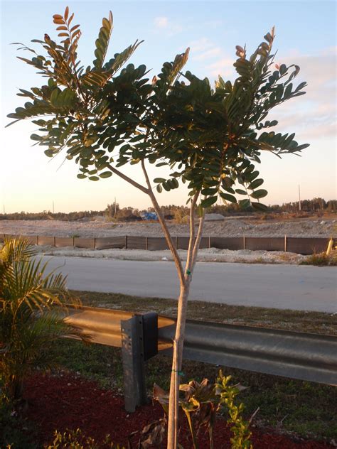 South Florida Gardening Blog Paradise Tree Simarouba Glauca