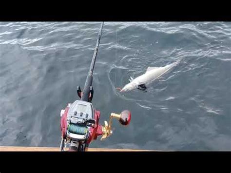 Daiwa Seaborg 500mj Big Fish No Problem YouTube