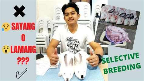 Selective Breeding Anu Nga Ba Ang Selective Breeding At Bakit