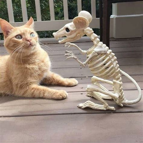 We did not find results for: Pin de Angela C. de Oliveira em só gatos | Gatos ...