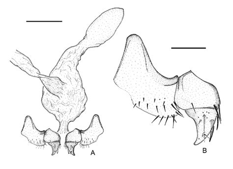 Female Genitalia Of Trechus Arrecheai Ortuño Gilgado And Cuesta N Sp