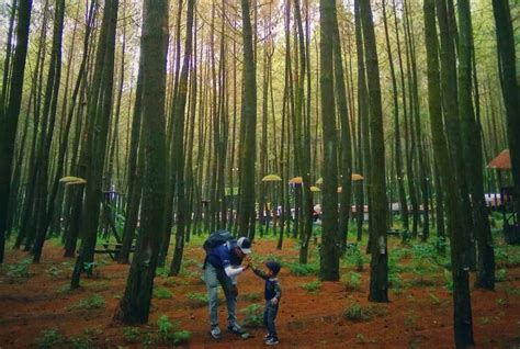 7 Wisata Hutan Pinus Di Malang Yang Instagenic