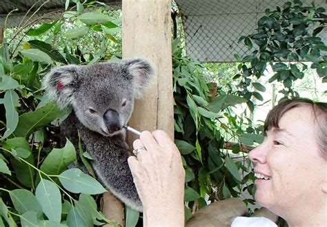 Lindas Love For Koalas The Echo