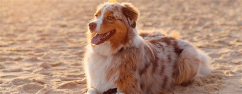 Browse corolla, duck, kitty hawk, and nags head visit the what, where & how of bringing pets to the outer banks for tips and information on things to bring, fun things to do with your dog, and more. Outer Banks Pet Friendly Rentals | Resort Realty NC ...