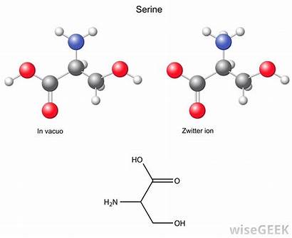 Phosphorylation Protein Serine Amino Acids Structure Chemical