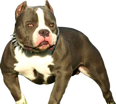 Well in todays videos i get to the bottom of if they're the. Free American Bully PSD Vector Graphic - VectorHQ.com