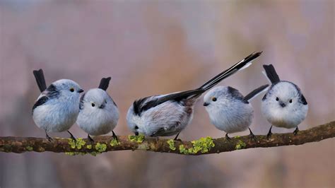 Long Tailed Bushtits Bing Wallpaper Download