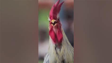 🐓 Ayam Ketawa Laughing Rooster 🐓 Funny Chicken Video 😄😄 Youtube