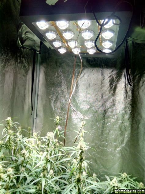 Most of the cob led grow lights on the market are worthless. Cree DIY COB LED? Why do people use white lights? - Page 4