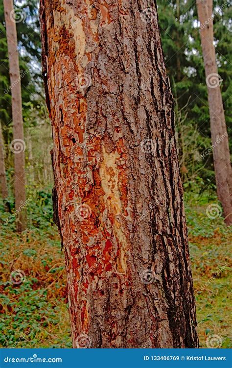 Spruce Tree Bark Detail Stock Image Image Of Pine Texture 133406769