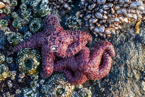 Two Purple Sea Stars Cannon Beach Photo