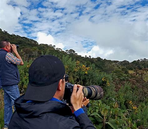 Colombia Birding Tour A Unique Birding Adventure Uncover Colombia