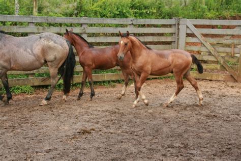 Cavalo Crioulo Ok Alimentação De Potros Curva De Crescimento