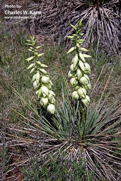 Yucca Glauca Soapweed Yucca Edible And Medicinal Uses Charles W