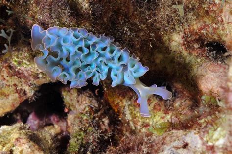 Nudibranch Photograph Of Blue Lettuce Slug Nature Home Decor Etsy