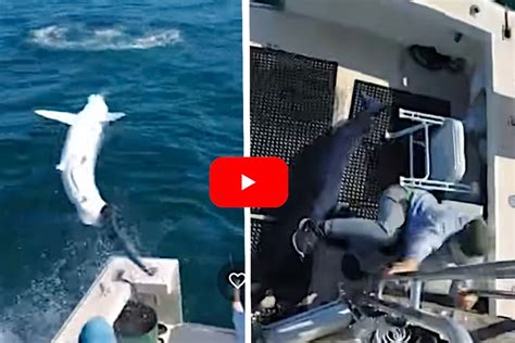 7 Foot Mako Shark Leaps And Almost Lands In Anglers Lap