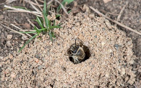 Supporting Native Bees In The Mid Atlantic