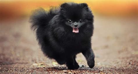 Black Pomeranian The Dark Furred Fluff Ball Pup