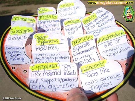 Plant And Animal Cell Foldables Mrs Gs Classroom