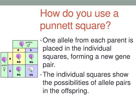 PPT The Punnett Square PowerPoint Presentation Free Download ID