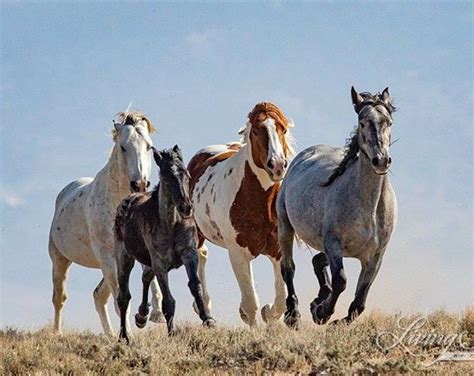 Wild Bachelor Stallions Run Together Fine Art Wild Horse Etsy Wild