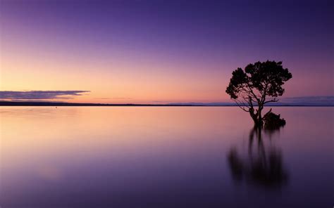 Trees Lake Purple Sky Reflection Water Nature Calm Waters