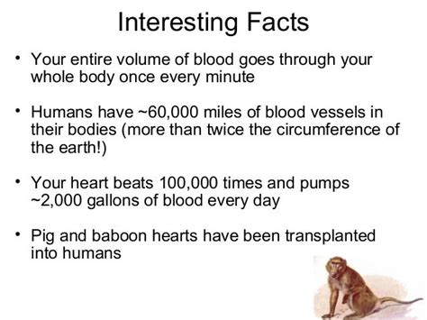 Facts Circulatory System