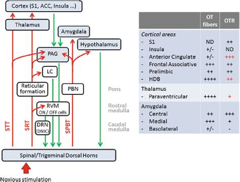 Simplified Diagram Of Major Pain Pathways And Of Key Structures Of The Download Scientific