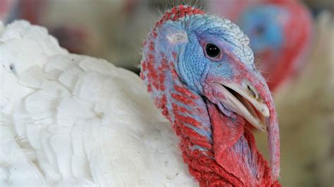 Theres A Grim Reality Behind Your Thanksgiving Turkey La Times