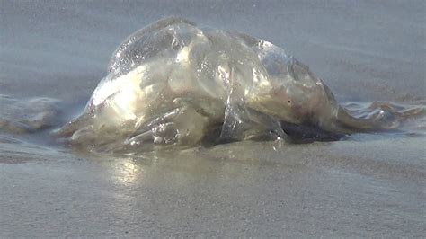 Venomous Potentially Deadly Box Jellyfish Wash Up On Cocoa Beach