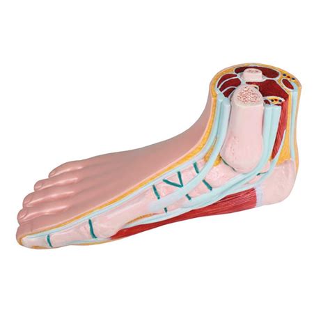Anatomical Model Normal Foot Model Capitalmedicalsupplyca