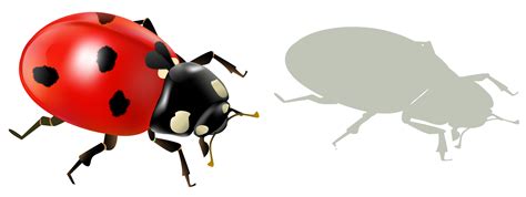 Ladybug Andshadow Png Clipart Picture Gallery Yopriceville High
