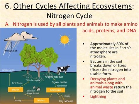 Biotic Abiotic Cycles