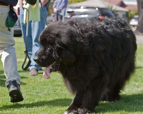 Newfoundland Dog Newfie A Gentle Giant Your Dogs World