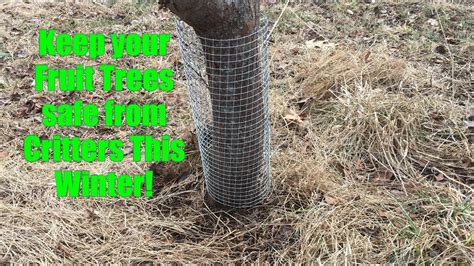 How To Winter Fruit Tree Protection Tree Bark And Girdling Youtube