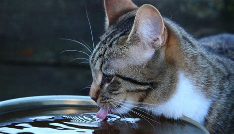 Is Your Cat Drinking A Lot Of Water Find Out Why On The