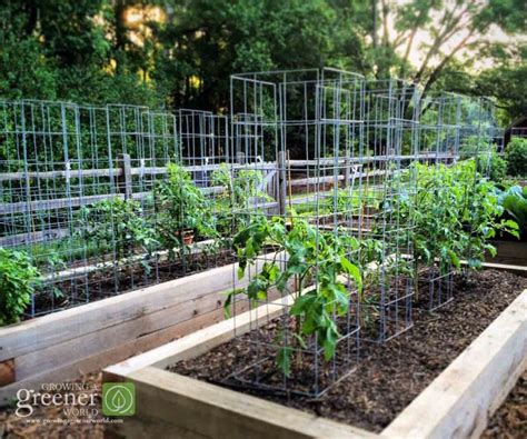 Video And Easy Step By Step Guide On How To Make The Ultimate Tomato Cage