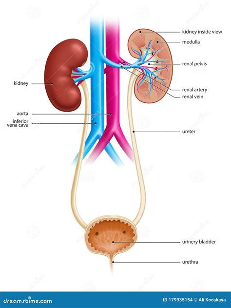 Anatomie Van Het Humaan Urine Systeem Stock Illustratie Illustration Of Inferieur Gezond